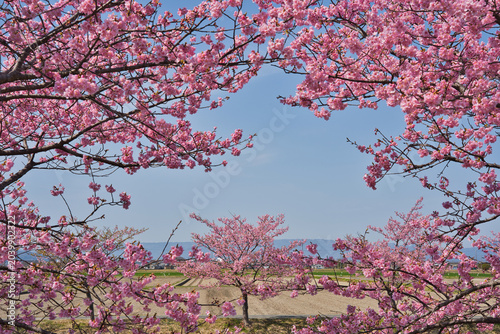Cuadro en lienzo 満開の早咲きの桜