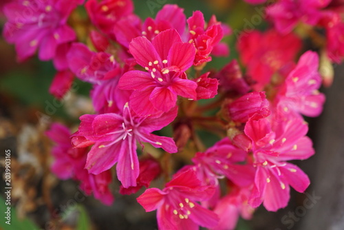Obraz na płótnie Macro shot of vibrant fuchsia pink lewisia flowers blooming in a cluster