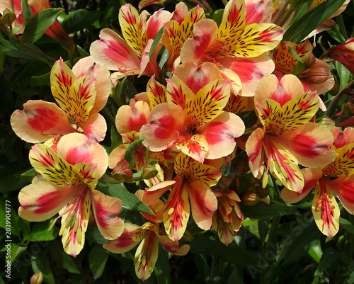 Alstroemeria flowers blooming in a lively garden