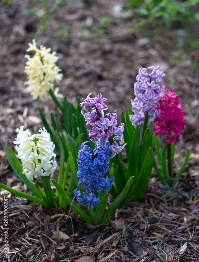 Fototapeta premium Colorful hyacinth flowers in blue, purple, pink, and white tones on a soft blurred background. Vertical spring floral composition featuring vibrant colors and natural beauty.