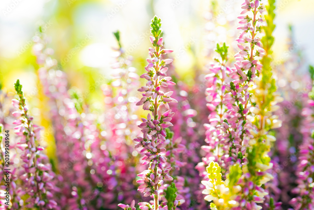 Fototapeta premium Heather flowers blooming in sunlight