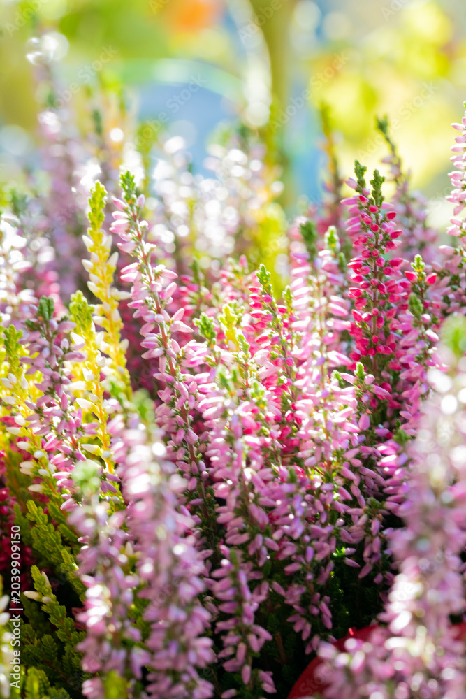 Fototapeta premium Heather flowers blooming in sunlight