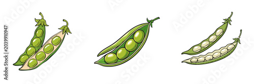 Set of hand drawn illustrations showcasing fresh green peas in pods variations