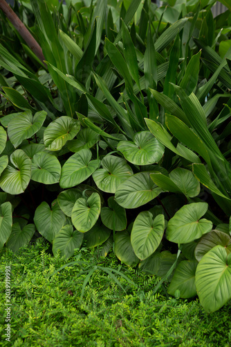 close up of green grass