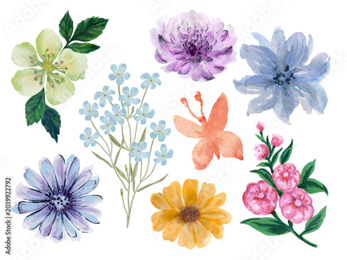 Wildflower field  meadow foliage watercolor element isolated, Floral  botanical white