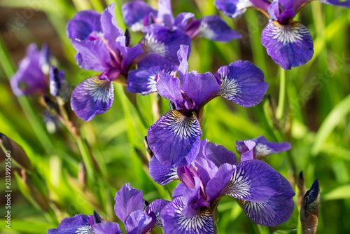 Tableau sur toile Siberian iris, 
Iris sibirica flowers closeup selective focus