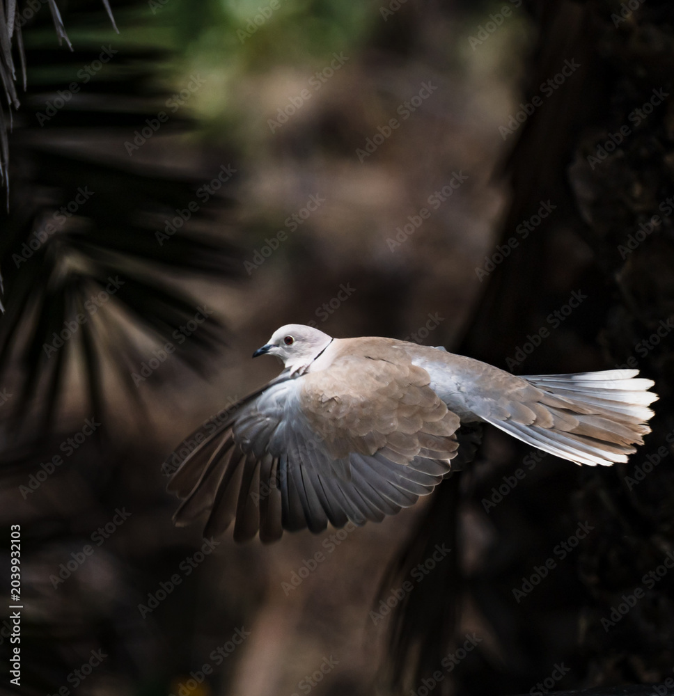 Fototapeta premium seagull in flight