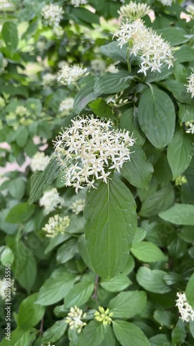 White flowering blood-twig dogwood tree in bloom