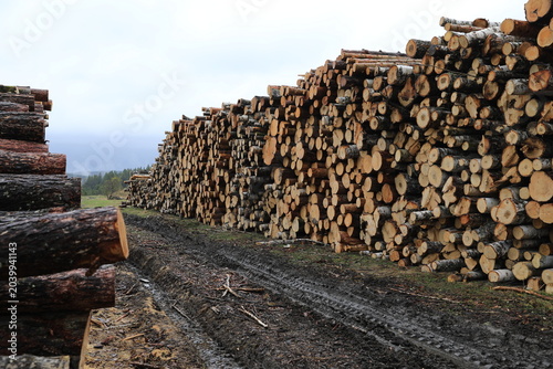 Fotografie storage site for felled timber