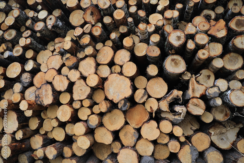 Fototapeta premium storage site for felled timber
