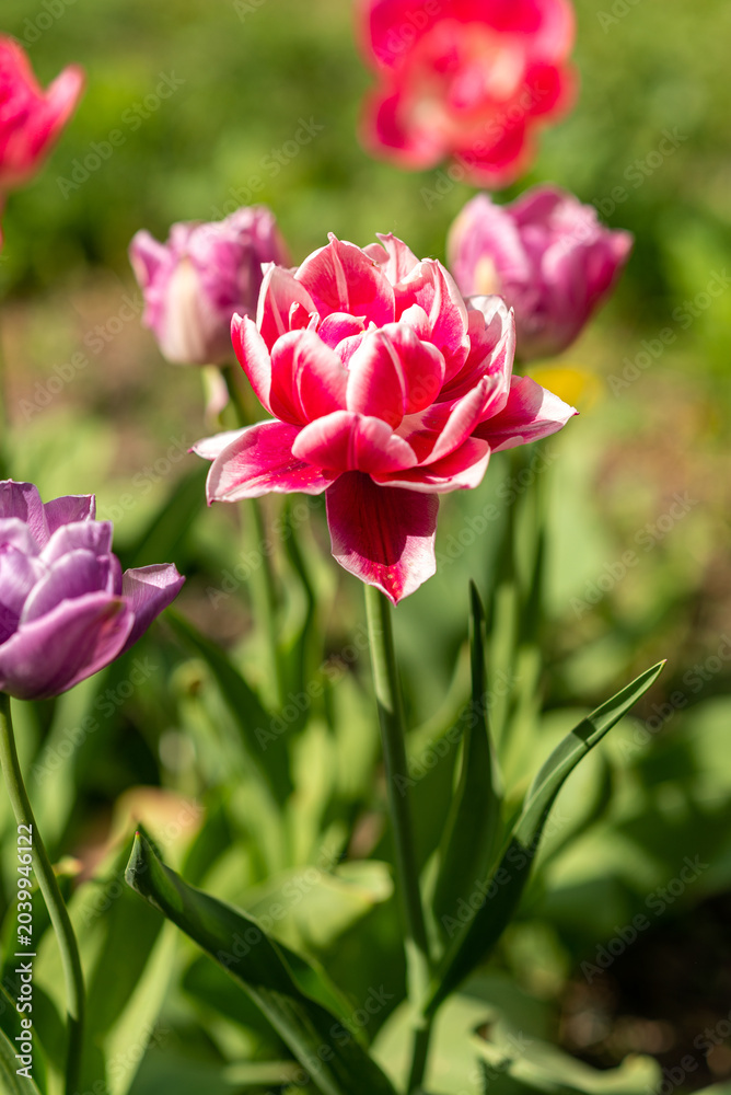 Obraz premium pink tulips in the garden