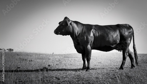 monochrome full length view of angus heifer featuring empty space on right