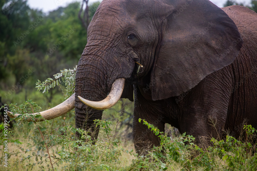 Obraz premium African elephant in natural habitat in Africa