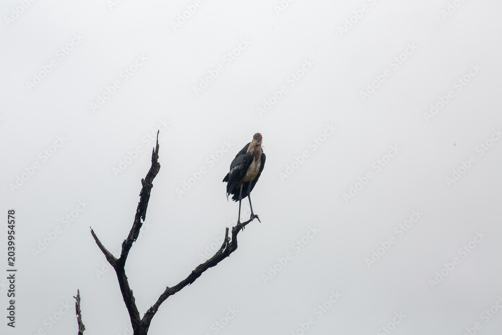 Fototapeta premium African wading bird in natural habitat