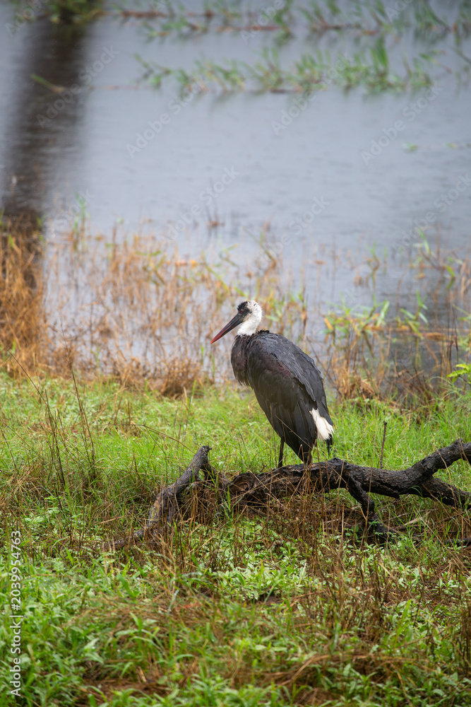 Obraz premium African wading bird in natural habitat