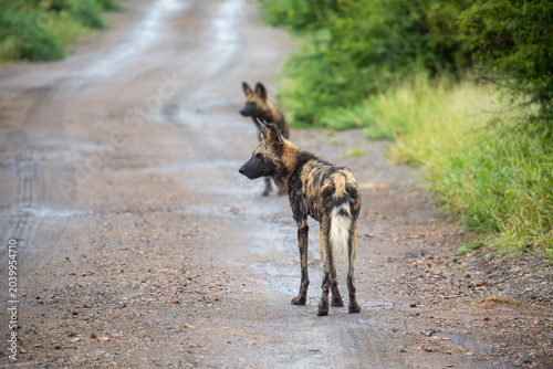 African wild dog in natural habitat during safari in Africa