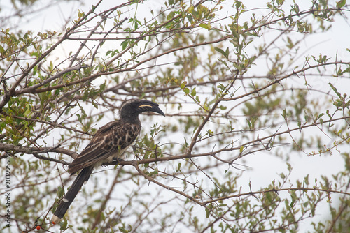 African hornbill perched in natural habitat