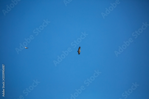 African bird of prey in natural habitat