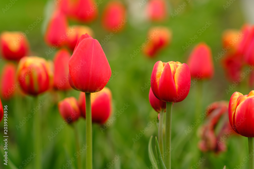 Obraz premium Bright red and yellow tulips are blooming in a lush green garden, highlighting the vibrant colors of spring flowers in a natural environment