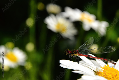 red damsel fly in the garden