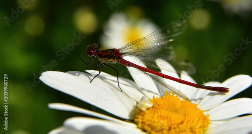 red damsel fly in the garden