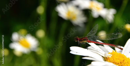 red damsel fly in the garden
