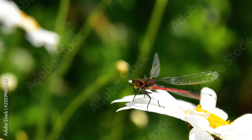 red damsel fly in the garden