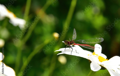 red damsel fly in the garden