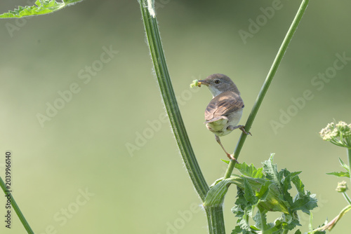Common Whitethroat, perched on a cow parsley branch, carrying food