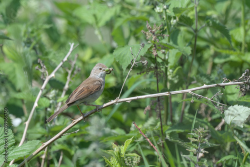 Common Whitethroat carrying food