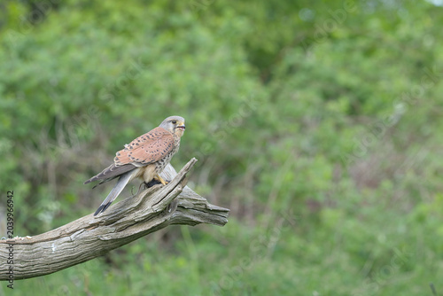 Male Kestrel, perched on some dead wood