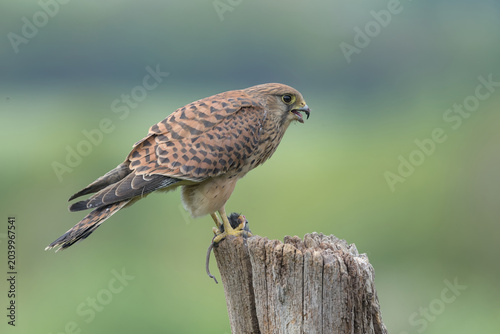 Female Kestrel percched on some dead wood