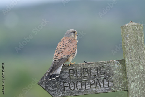 Male Kestrel perched on a wooden sign