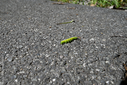 Dead green Catepillar lying on concrete. Carcass of intense green crawler lying on concrete walkway.