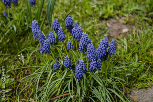 Close-up of blue muscari blooming in a spring garden.