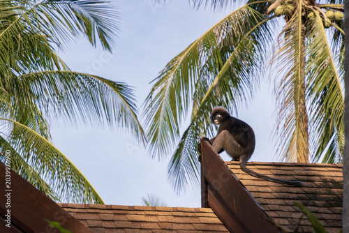 Canvas Print Wild dusky leaf monkey sitting on the roof of a tourist resort at Railay West be