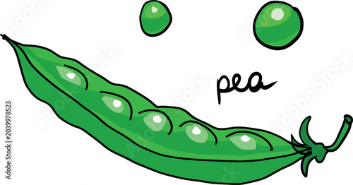 Canvastavla Green pea pod with peas hand drawn color illustration