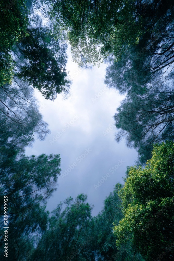 Fototapeta premium drone footage of a dark forest, stormy sky