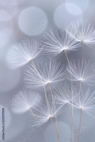dandelion seeds floating in the air. misty background