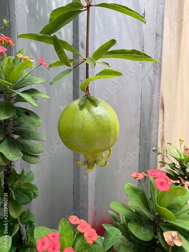 Unripe green pomegranate hanging on its tree branch surrounded by vibrant red Crown of Thorns flowers, creating a beautiful contrast in a garden.