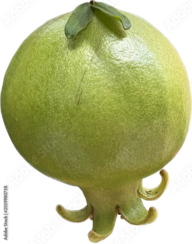 Single unripe green pomegranate fruit with fresh stem and calyx, isolated on a clean white background, perfect for agricultural or botanical design