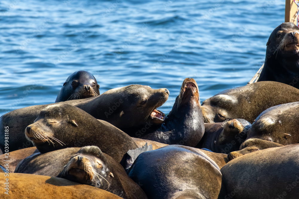 Fototapeta premium Steller sea lion Eumetopias jubatus interacting with open mouth on platform Bowen Island British Columbia Canada