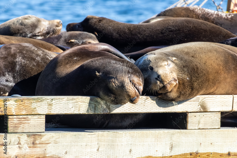 Fototapeta premium Two Steller sea lions Eumetopias jubatus sleeping head to head on a wooden platform in Howe Sound Bowen Island British Columbia Canada