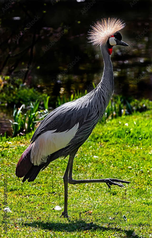 Obraz premium Walking black crowned crane. Latin name - Balearica pavonina 