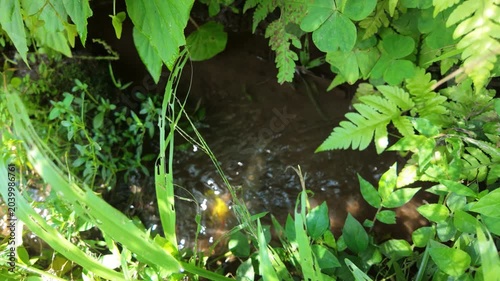 A tranquil scene of a small stream surrounded by lush green foliage and sunlight filtering through the leaves creating a serene atmosphere
