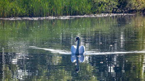 Tableau sur toile Single adult Mute Swan swimming on water with wake, and reflection