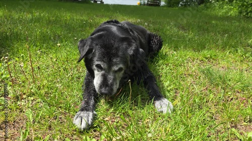 A large, old dog gnaws on a bone in the grass.


