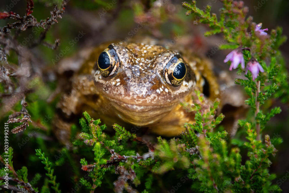 Obraz premium frog eyes