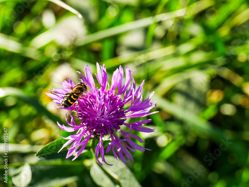 Schilderij op canvas An early broad-forehead hoverfly (Scaeva selenitica) perched on a knapweed