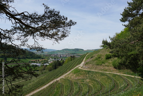 Weinanbau am Berg und an der Bergfestung Hohentwiel bei Singen im Hegau in Schwaben
